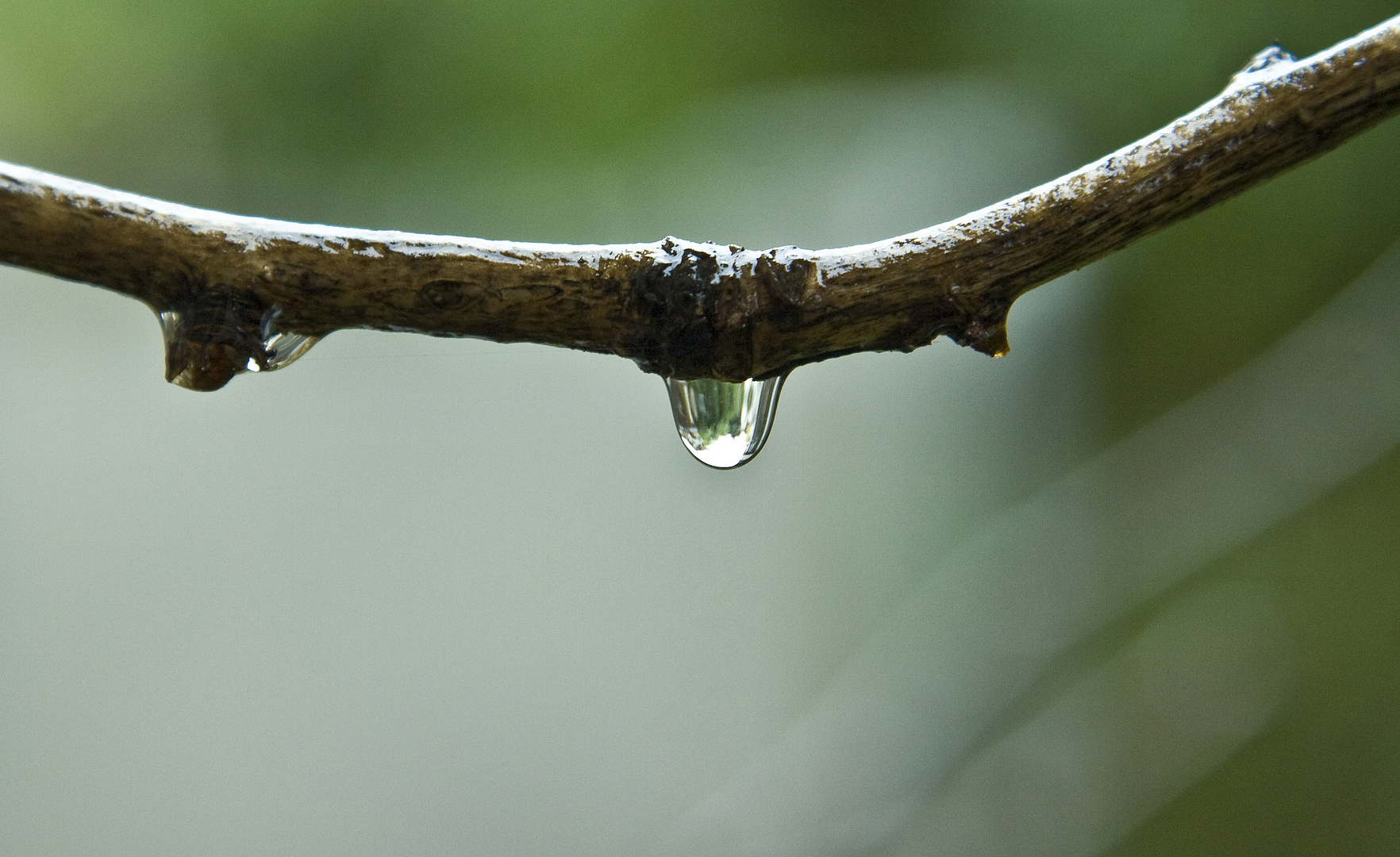 Perle de pluie