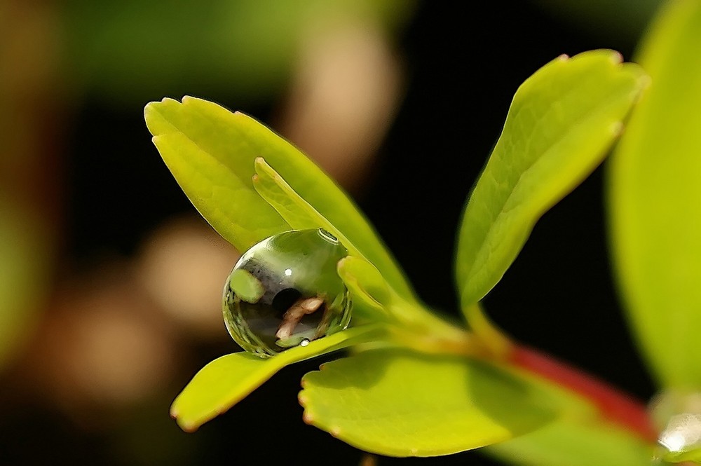 Perle de rosée