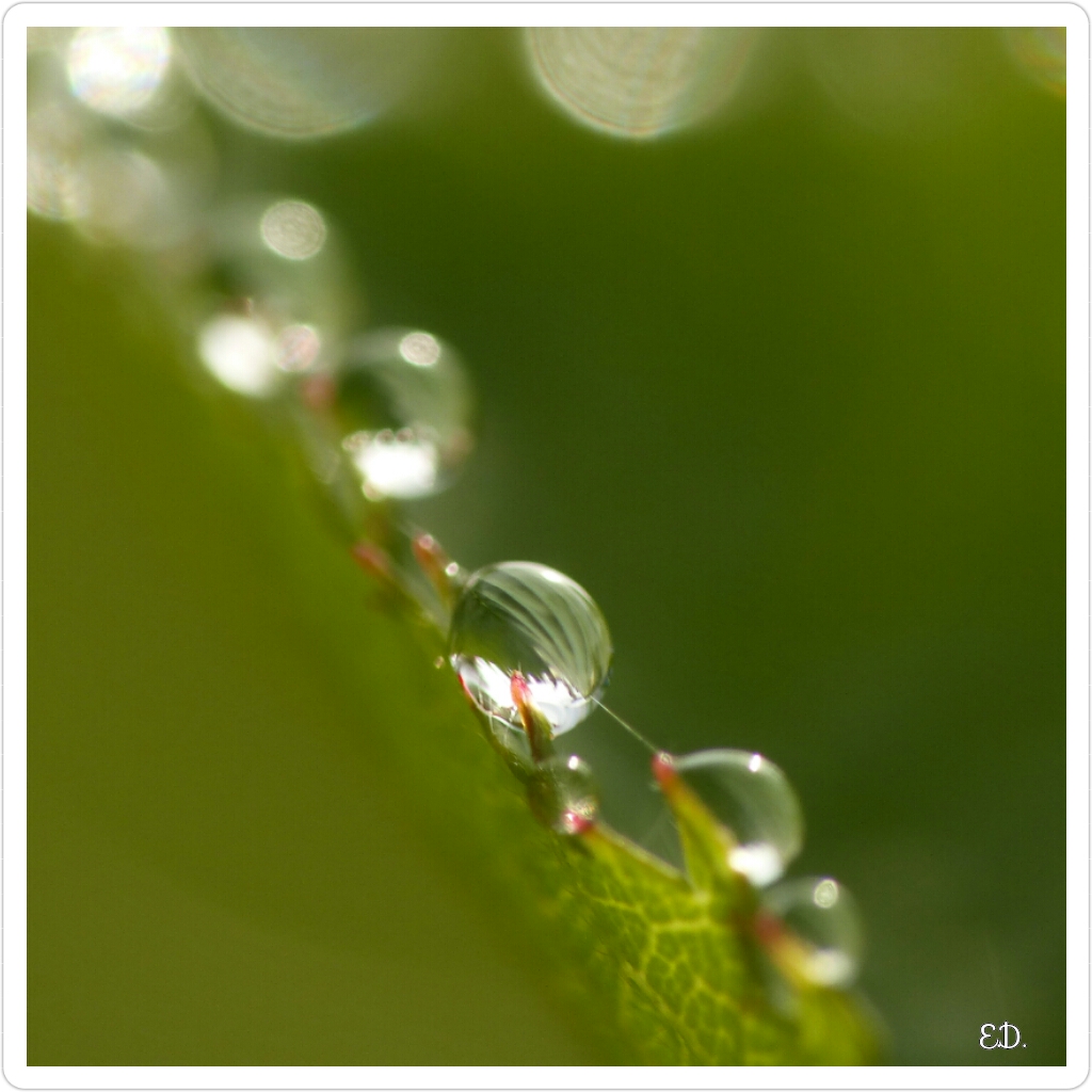 perle d'eau 