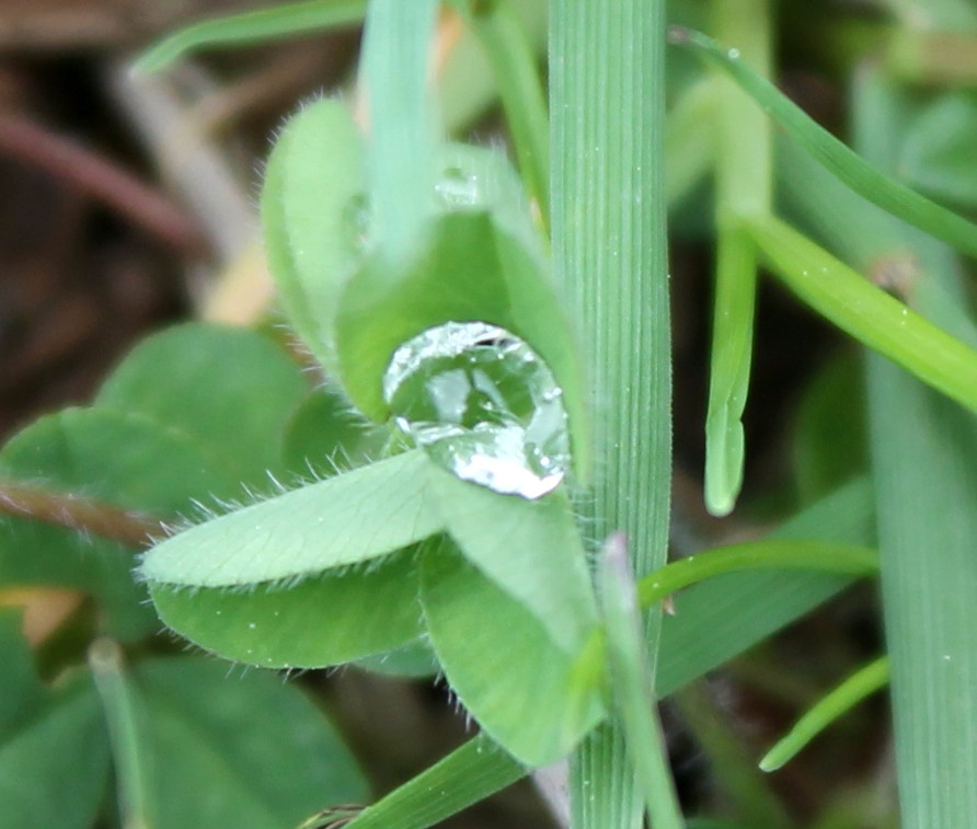 Perle d'eau