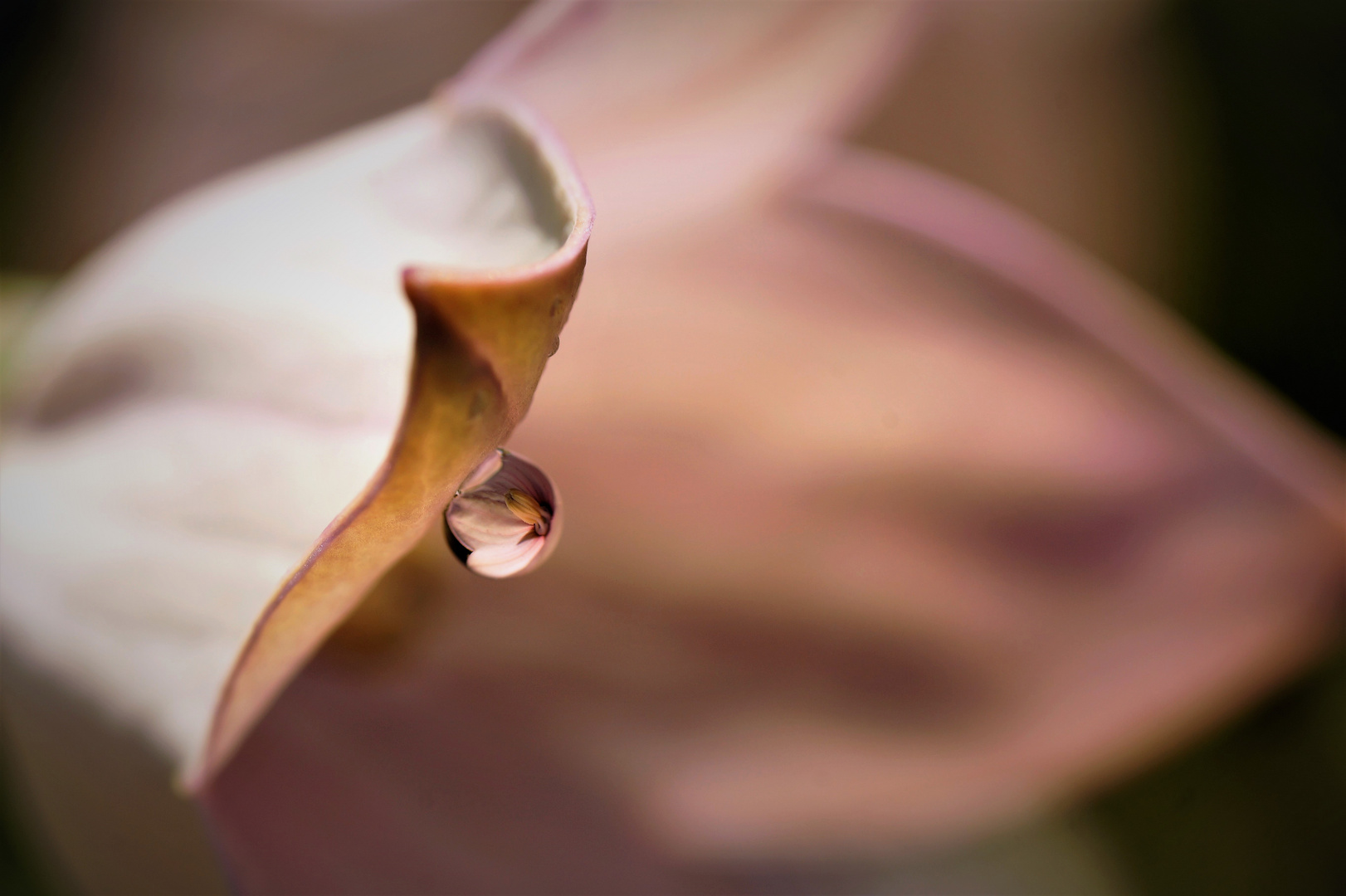 Perle der Natur - Tropfenspiegelung