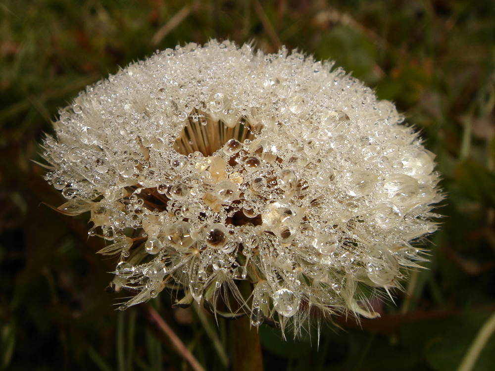 perle di luce