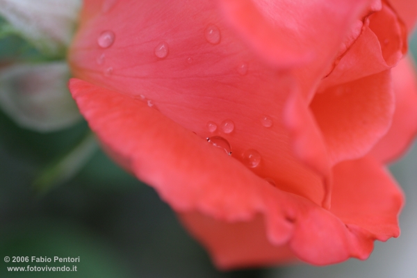 Perle di rosa