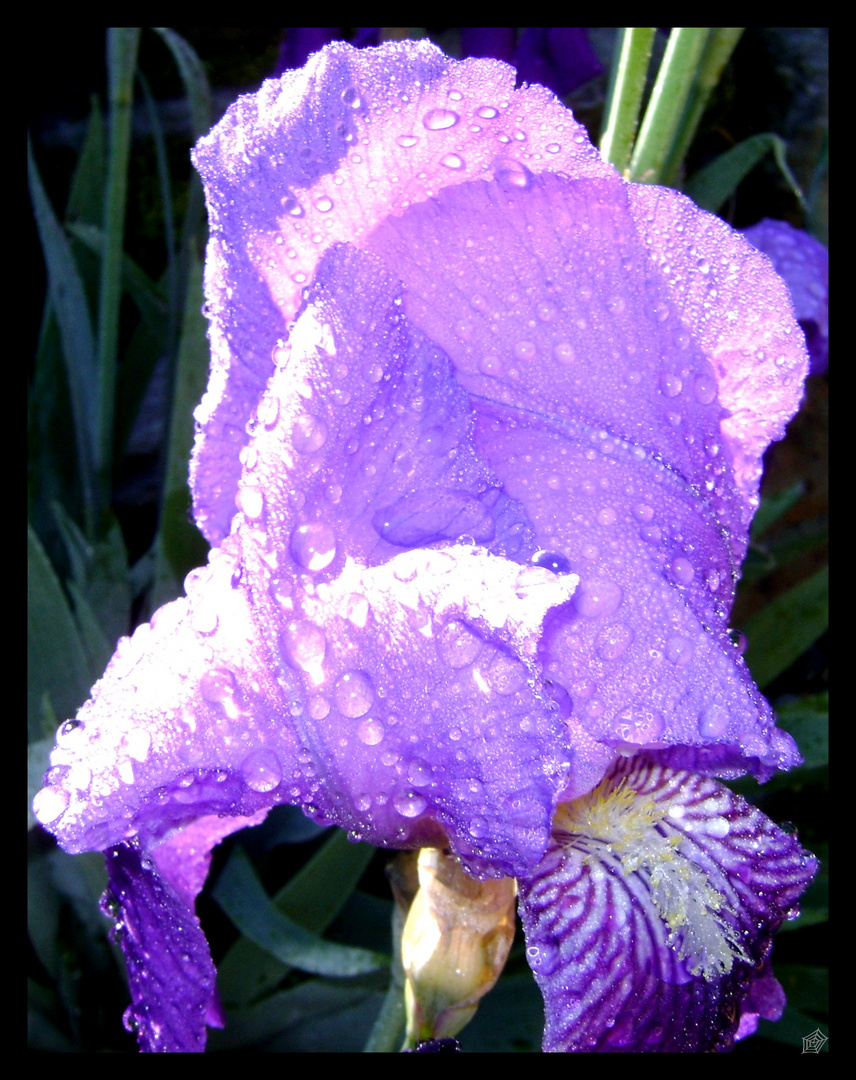 perle d'iris