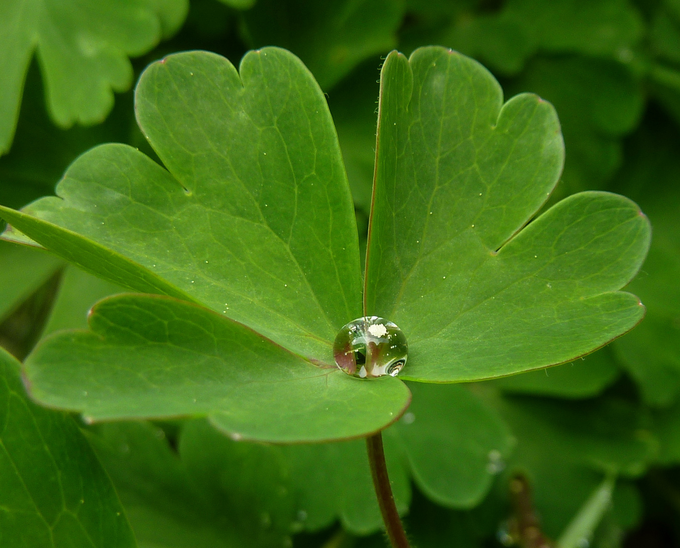 Perle im Blatt