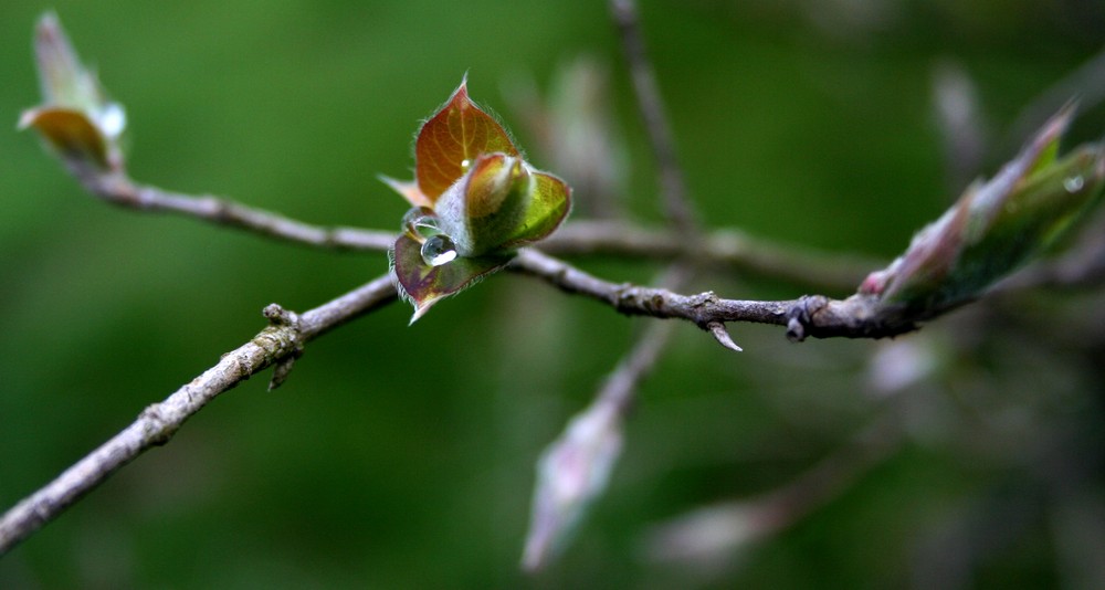 Perle im Blatt