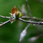 Perle im Blatt