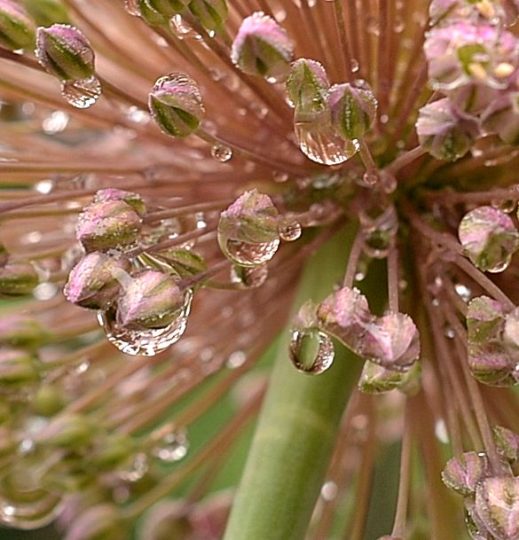 Perle rosa