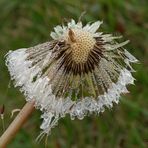 Perlée....naturellement