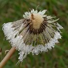 Perlée....naturellement