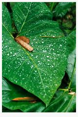 perleffekt - regenfänger aus dem regenwald