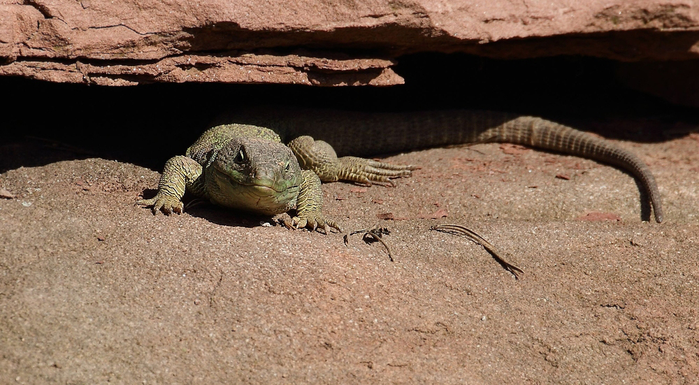 Perleidechse bei den ersten Sonnenbädern