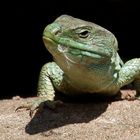 Perleidechse im Mediterraneum Tiergarten Nürnberg