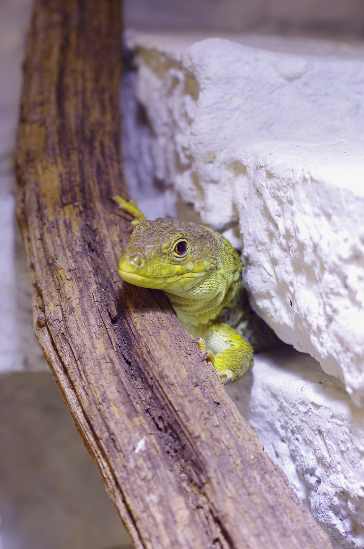 Perleidechse (Timon Lepidus) im Terrarium