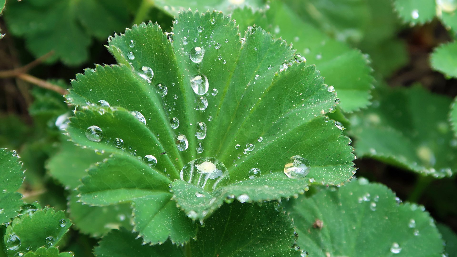 Perlen am Blatt