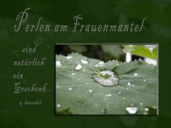 "Perlen am Frauenmantel" natürlich