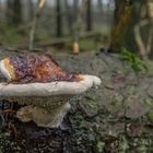 Perlen am Pilz (2)