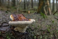 Perlen am Pilz (2)