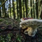 Perlen am Pilz