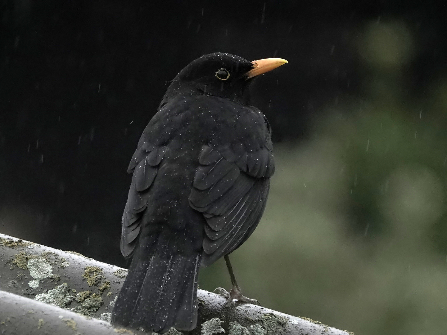 Perlen Amsel m