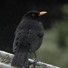 Perlen Amsel m