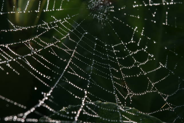 Perlen an der Schnur