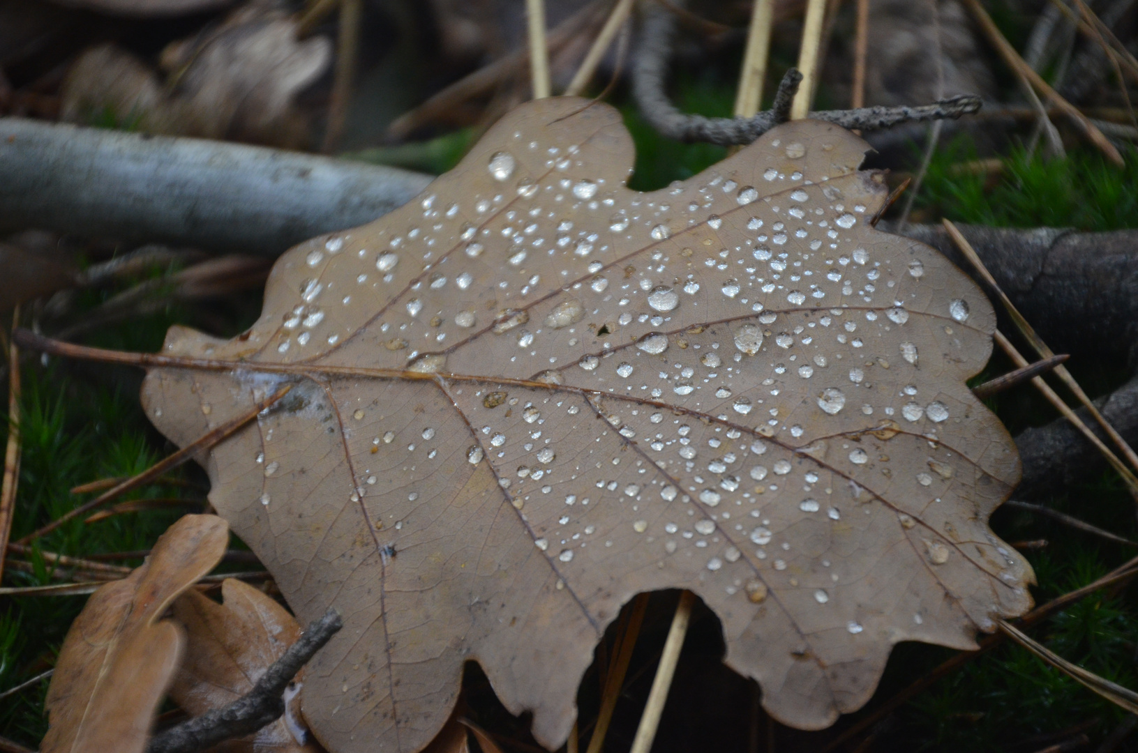 Perlen auf Blatt