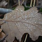 Perlen auf Blatt