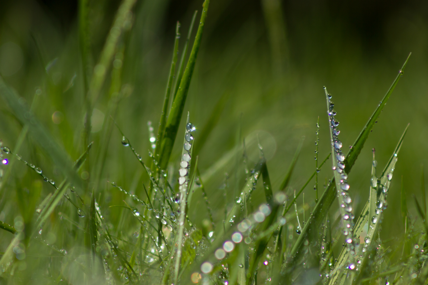 Perlen auf Gras...