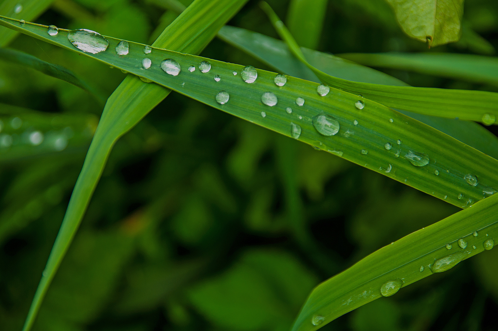 Perlen aus Wasser