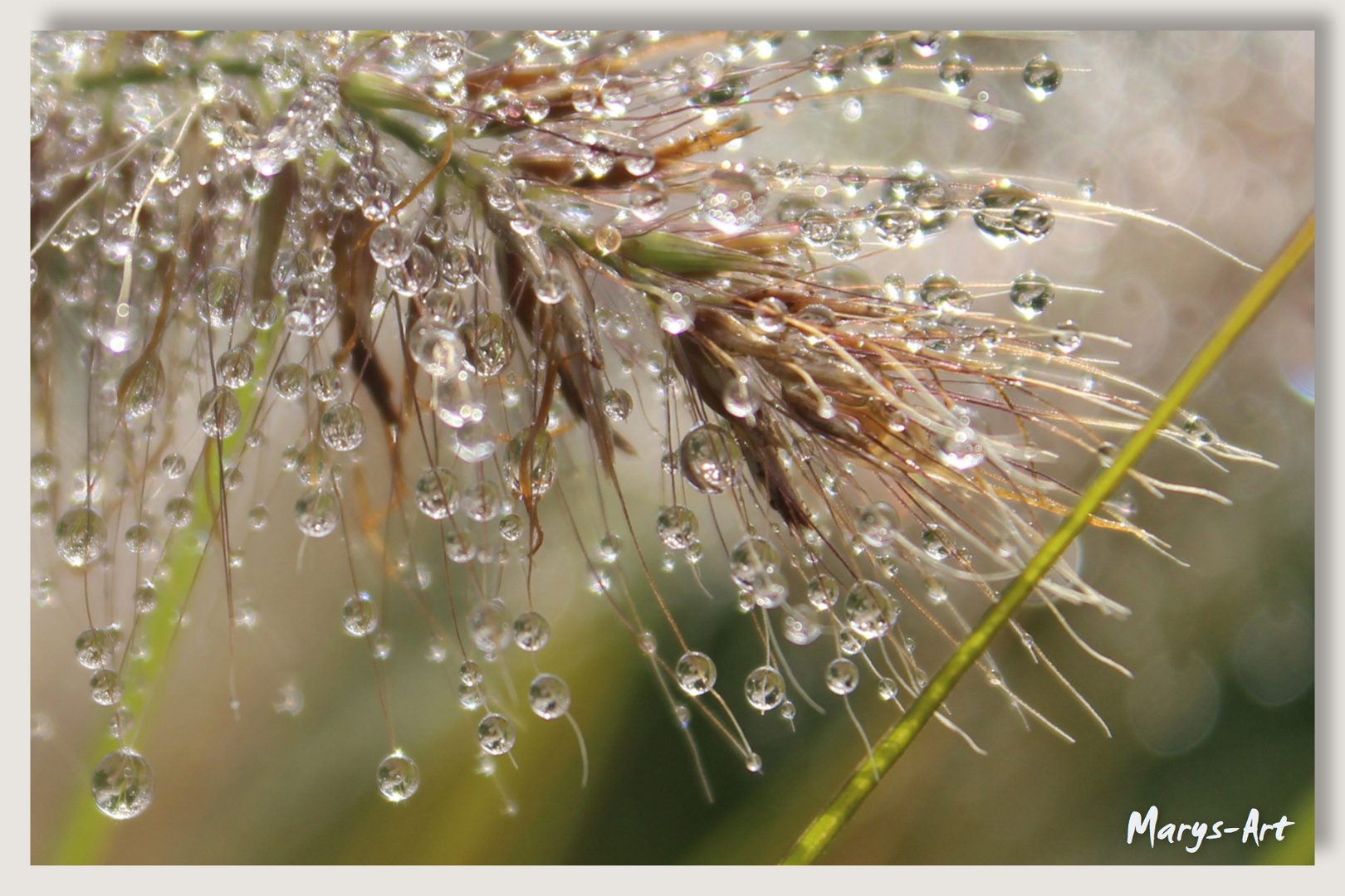 Perlen aus Wasser