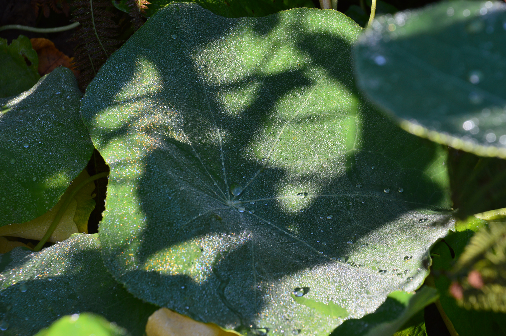 Perlen-Blatt