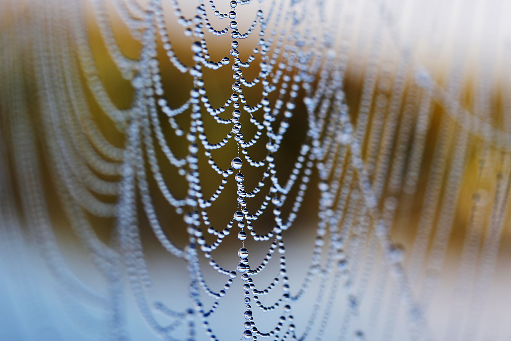 "Perlen-Collier" in der Natur