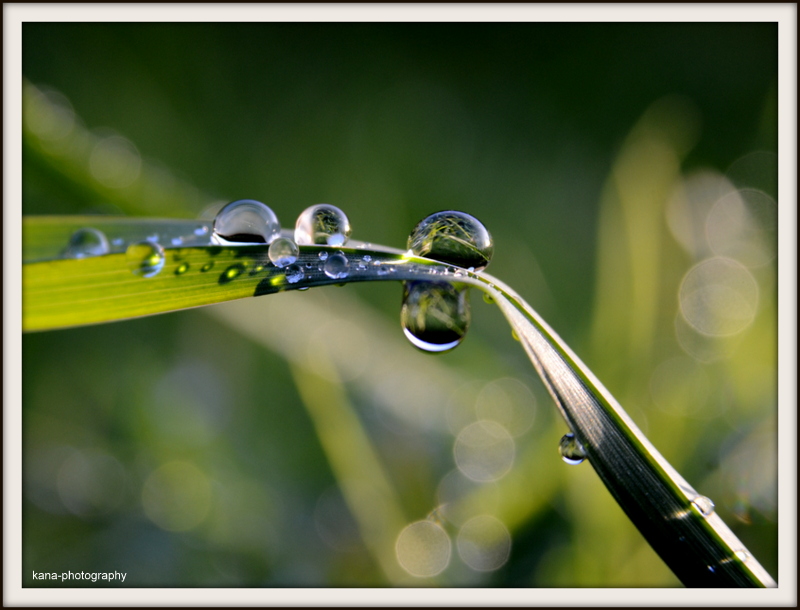 PErlen der Natur