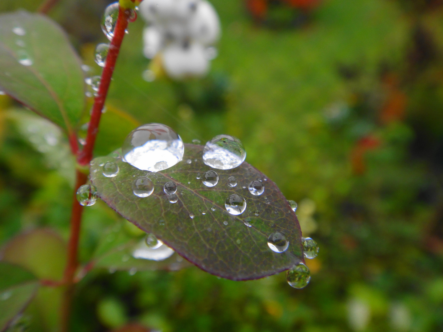 Perlen der Natur