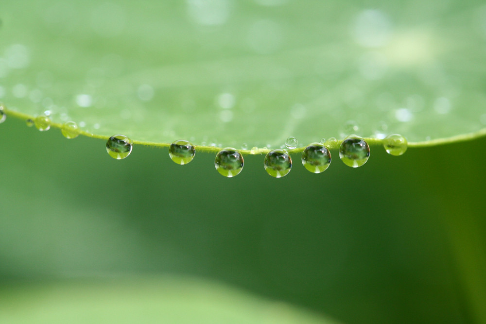 Perlen der Natur