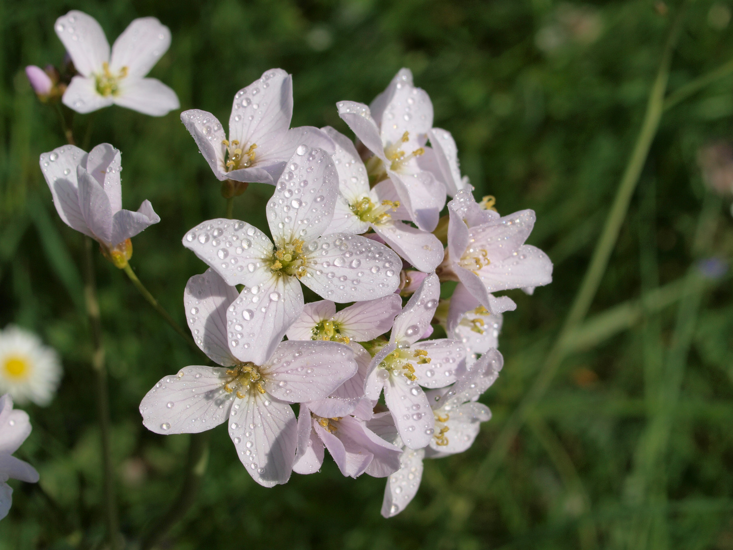 Perlen der Natur