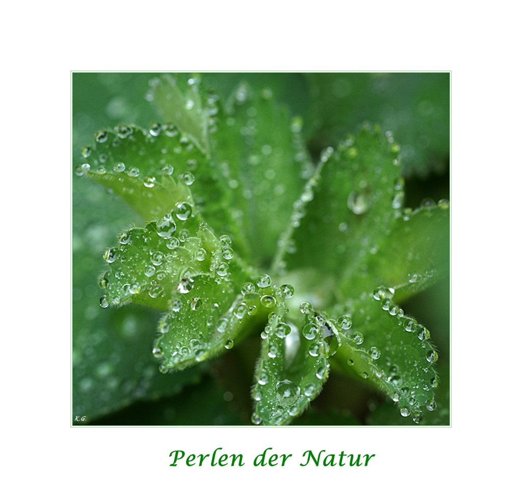 Perlen der Natur