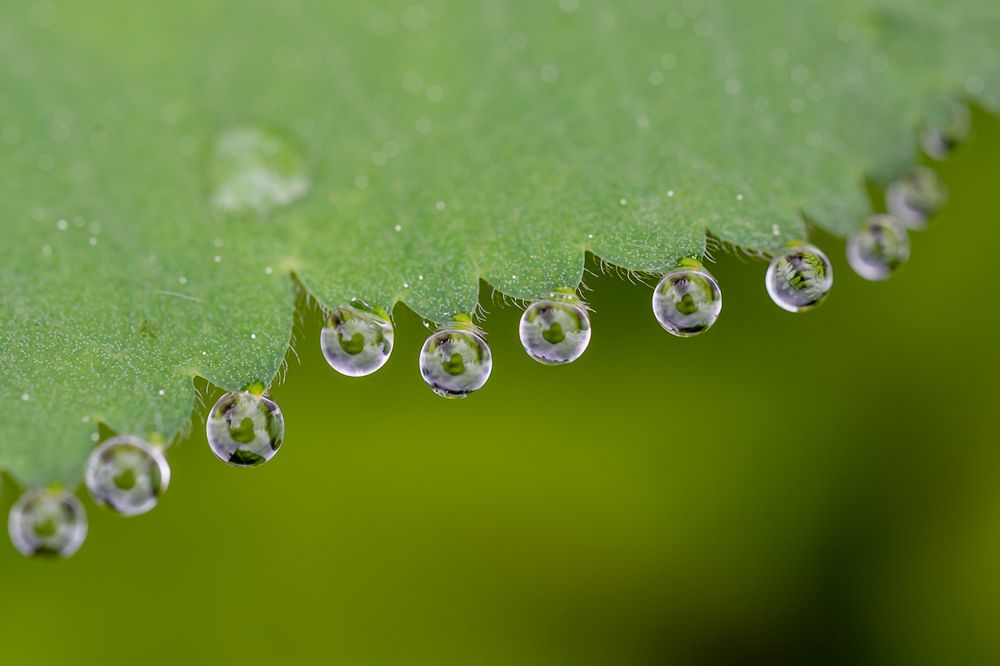 Perlen der Natur