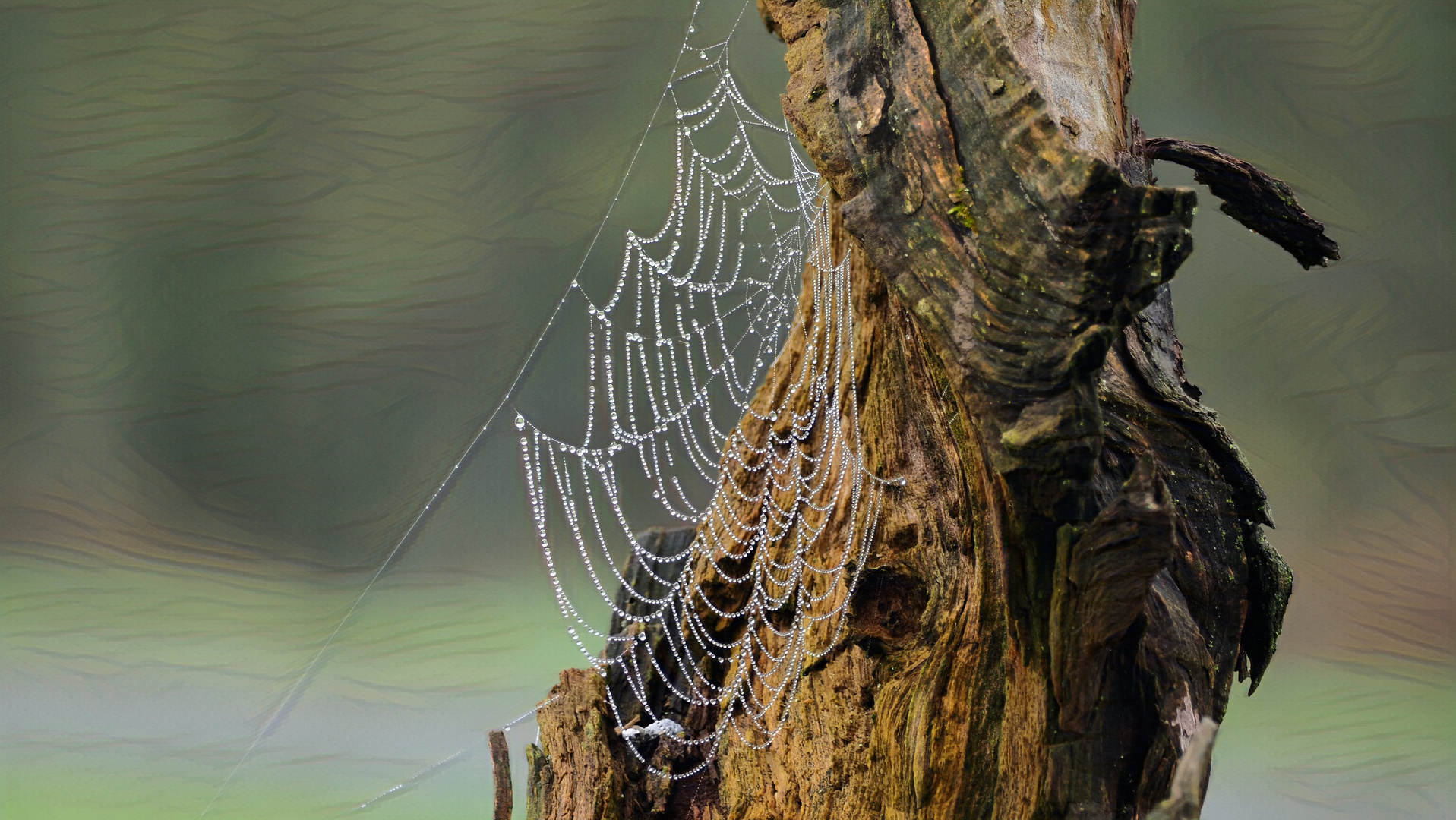 Perlen der Natur