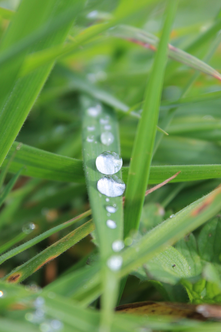 Perlen der Natur