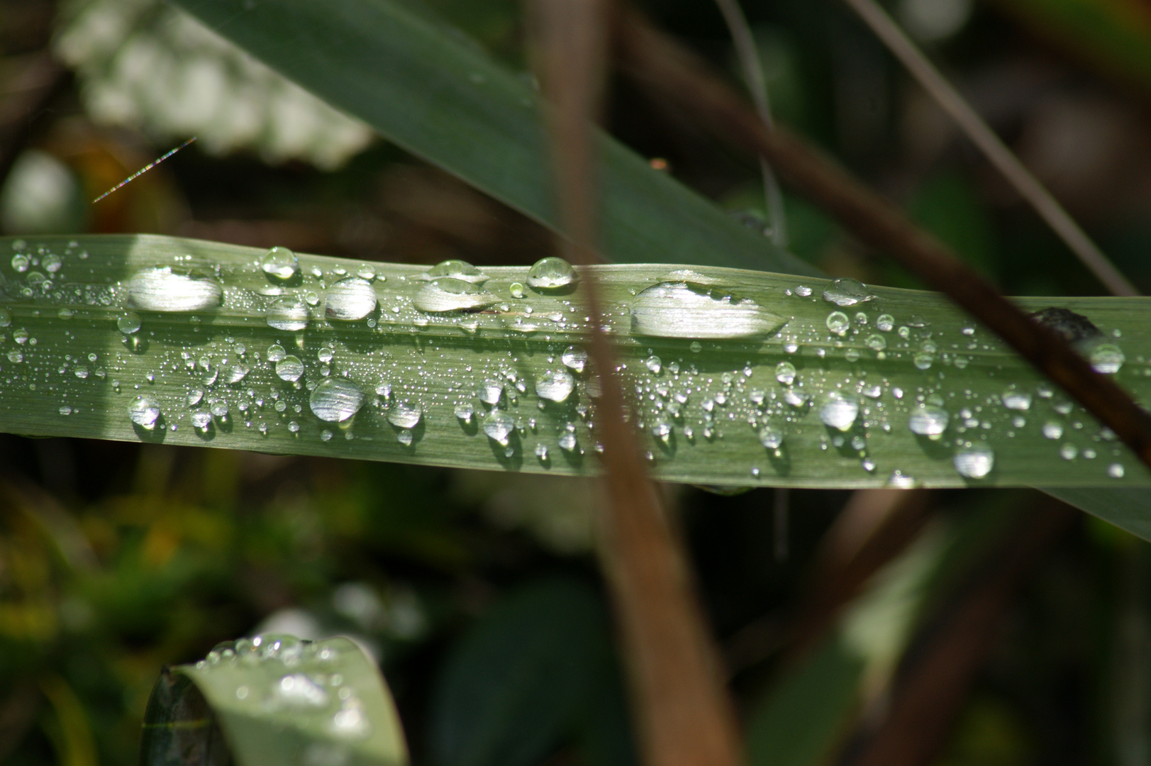 Perlen der Natur