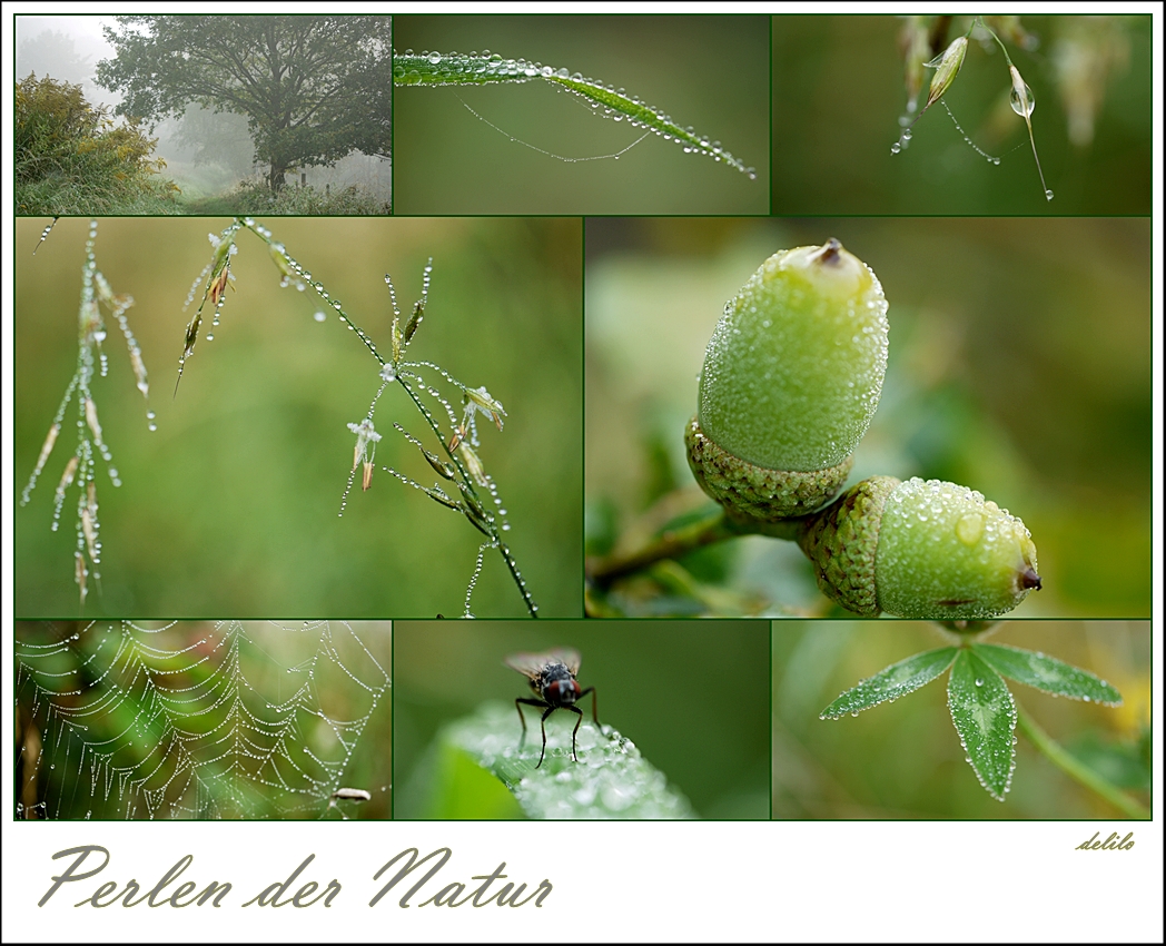 Perlen der Natur