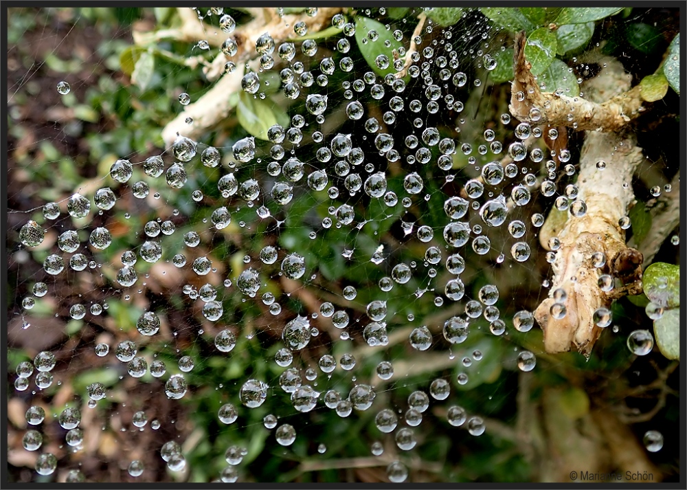 Perlen der Natur ...