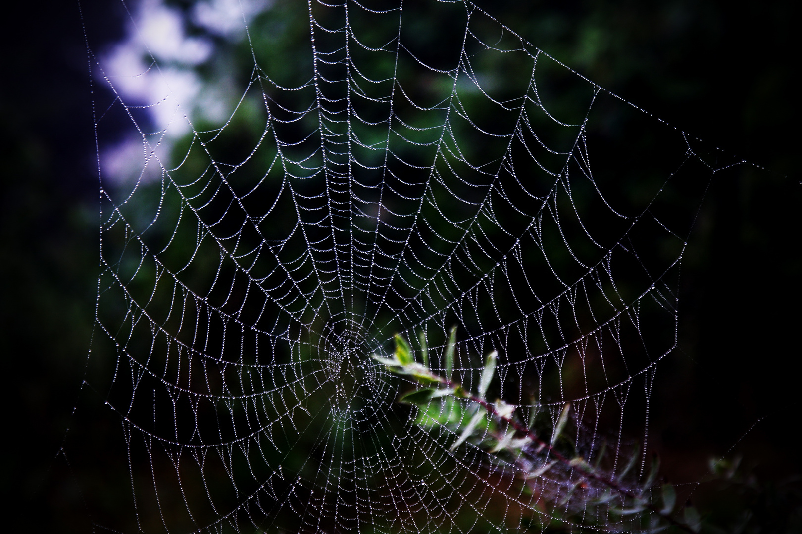 Perlen der Natur