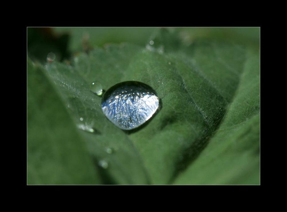 Perlen der Natur