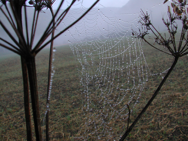 Perlen der Natur