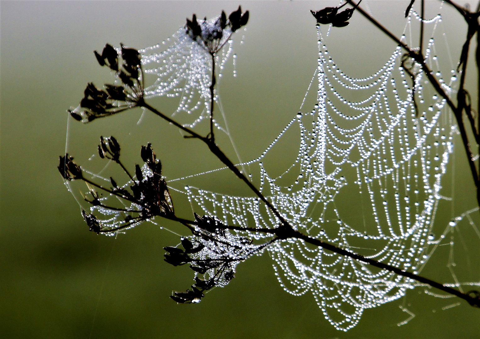 Perlen der Natur