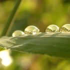 Perlen der Natur