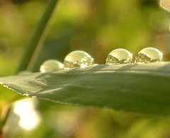 Perlen der Natur